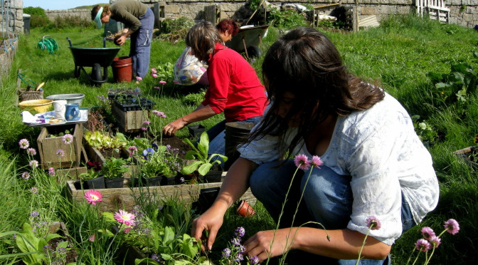 planting out flowers