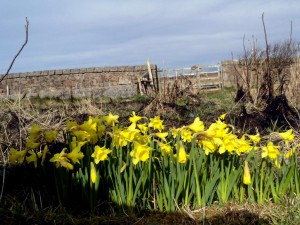 Imbolc